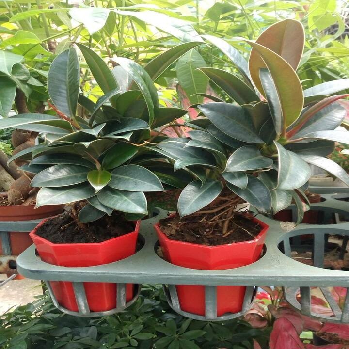 cây đa búp đỏ cây đẹp chuẩn giống