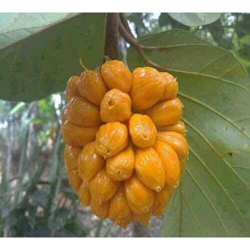 Cây giống mít tố nữ
