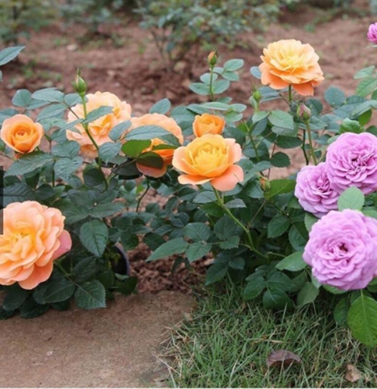 5 Hạt giống hoa Hồng thơm