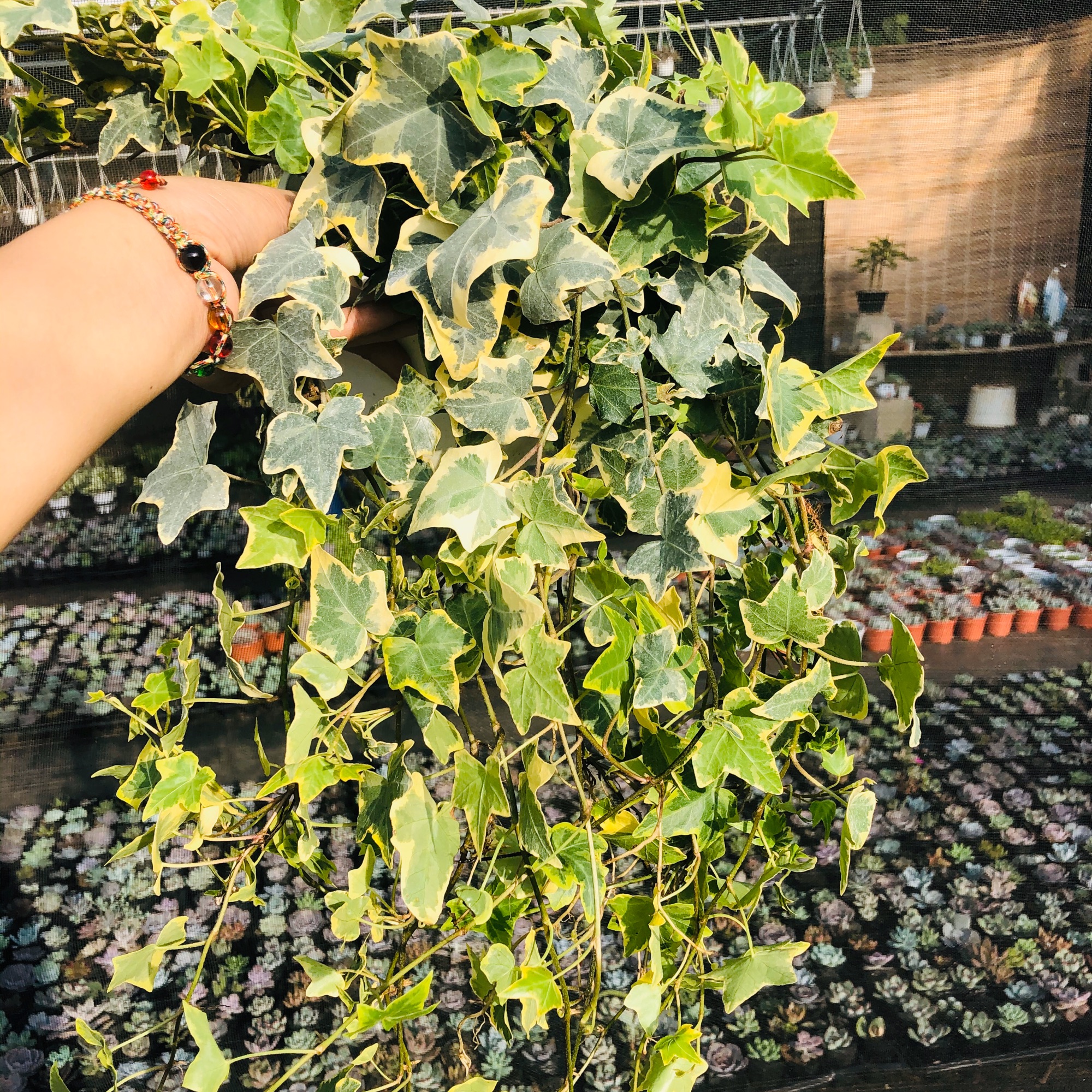 Cây thường xuân lá cẩm thạch (chậu lớn)