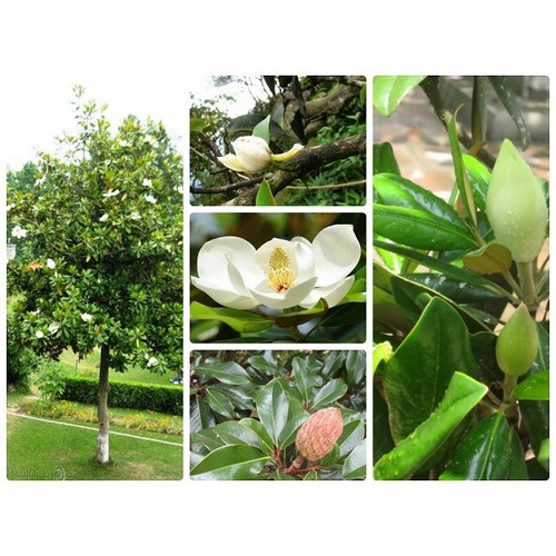 CÂY HOA HẢI ĐƯỜNG TRẮNG CÂY NhỠ