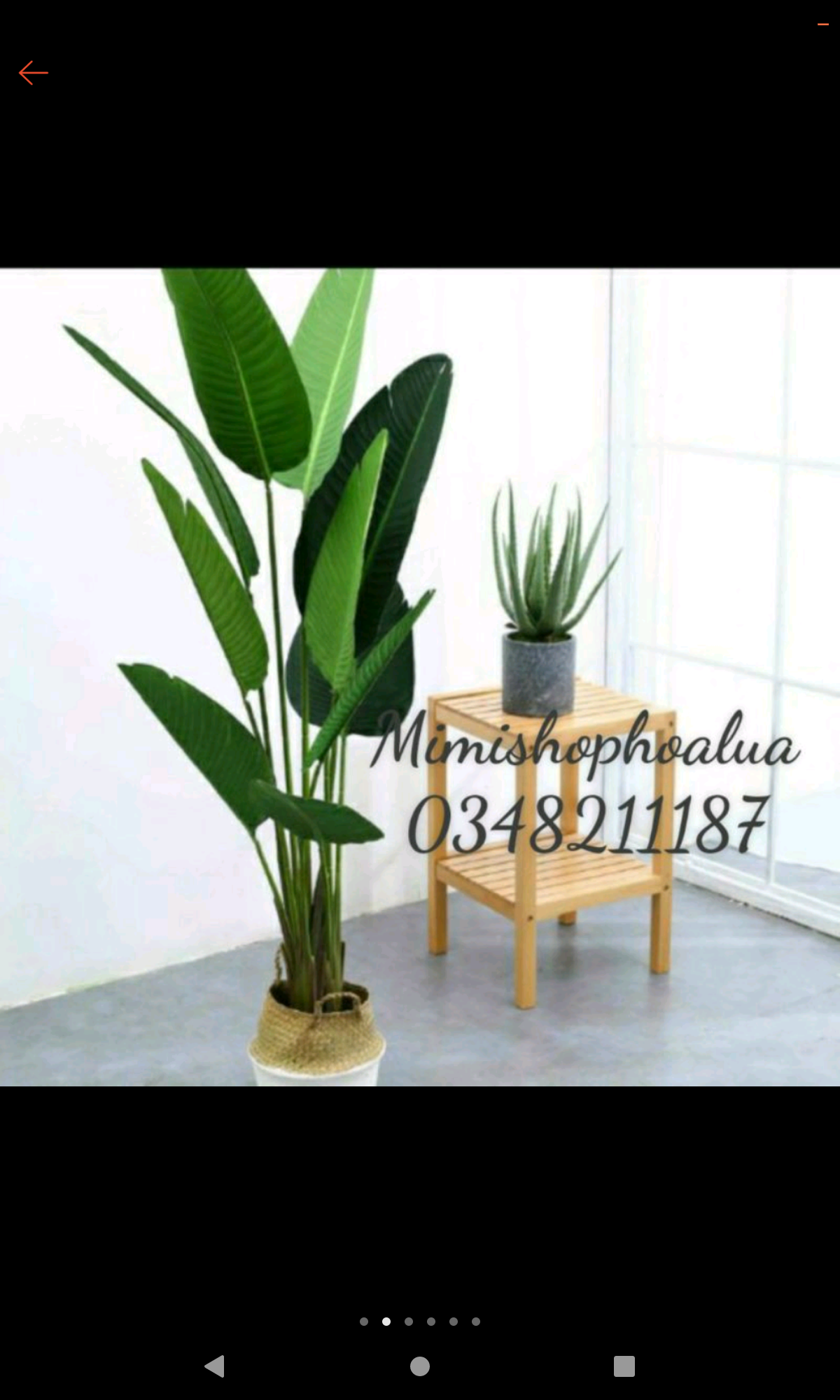 Cụm lá rùa 9 lá, cao 30cm