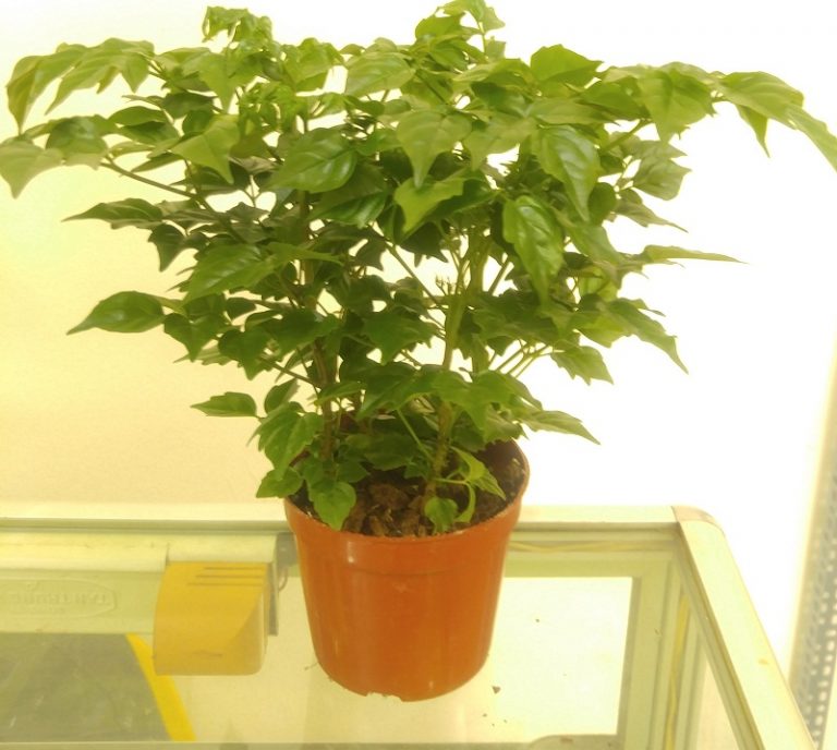 Cây Hạnh Phúc ( Mini ) - Cây cảnh mini để bàn