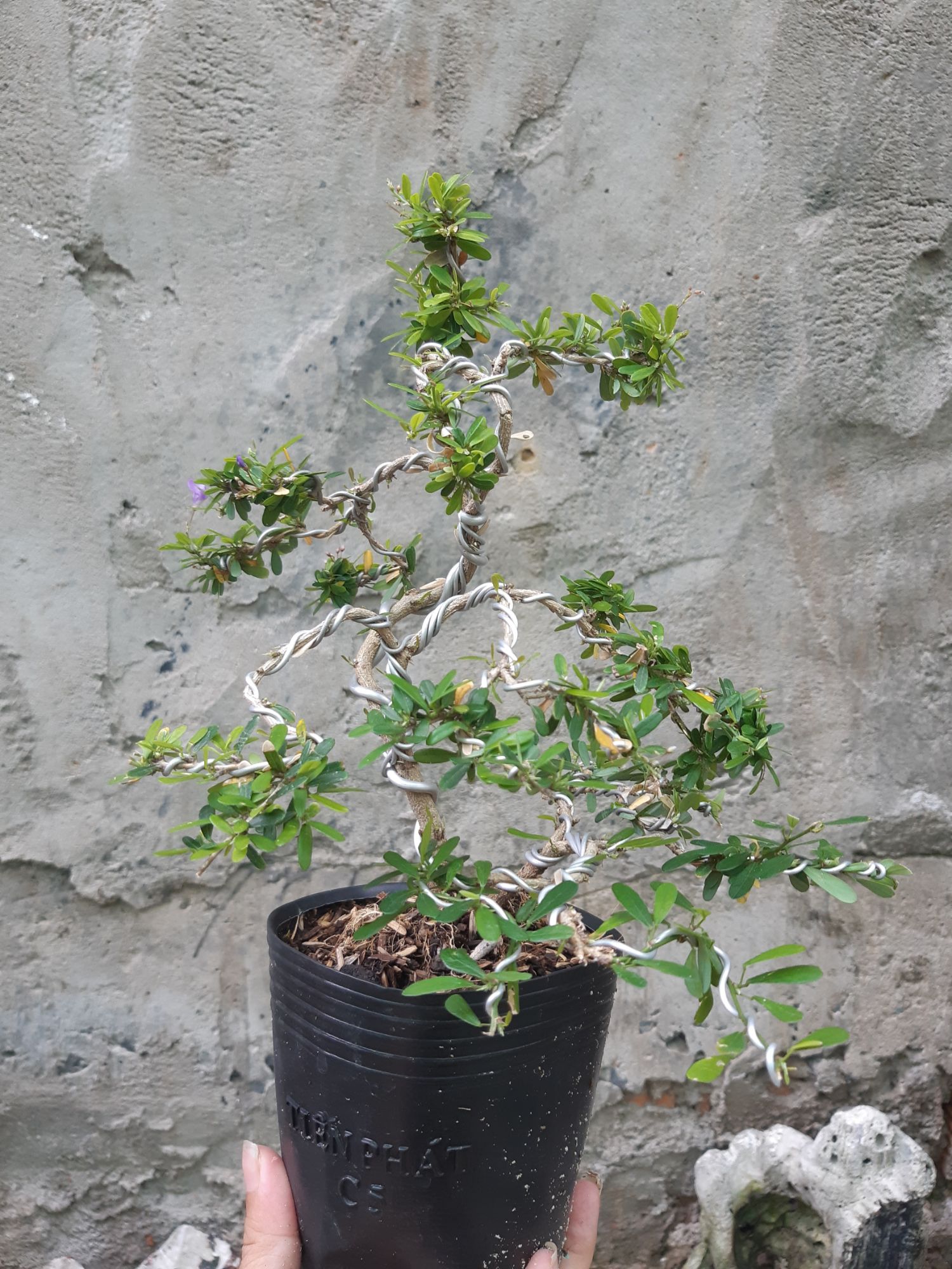 linh sam bonsai mini