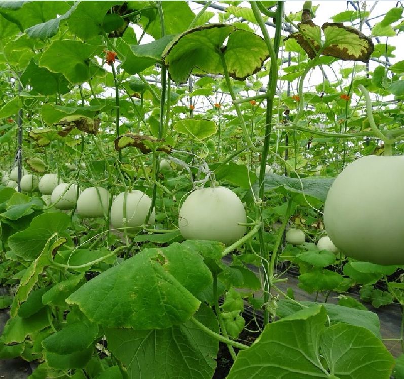 Combo of 2 Packs of Melon Seeds - (Cantaloupe - Super Sweet Pear Melon)