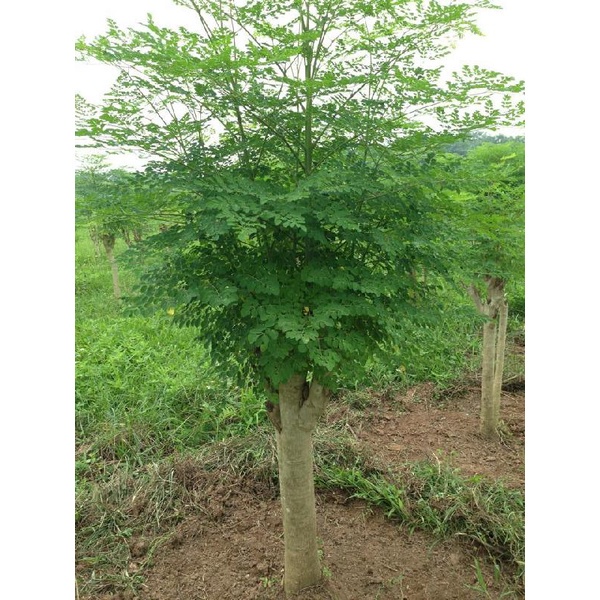 CÂY CHÙM NGÂY - cây giống nhỏ