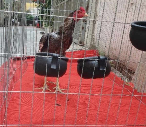 [ Hàng Chính Hãng]  Gáo cao su đựng thức ăn nước uống cho gà chọi chống đổ - cóng gà chọi siêu bền có móc