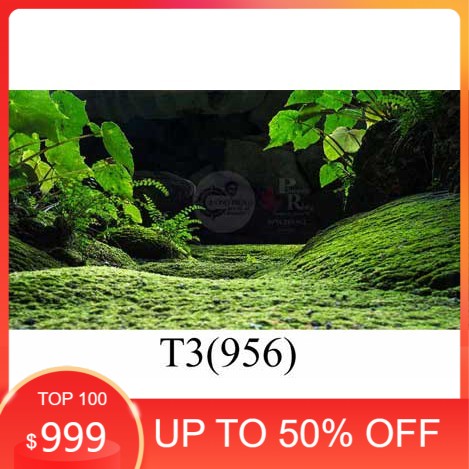 Tranh 3D dán bể cá cảnh hồ thuỷ sinh