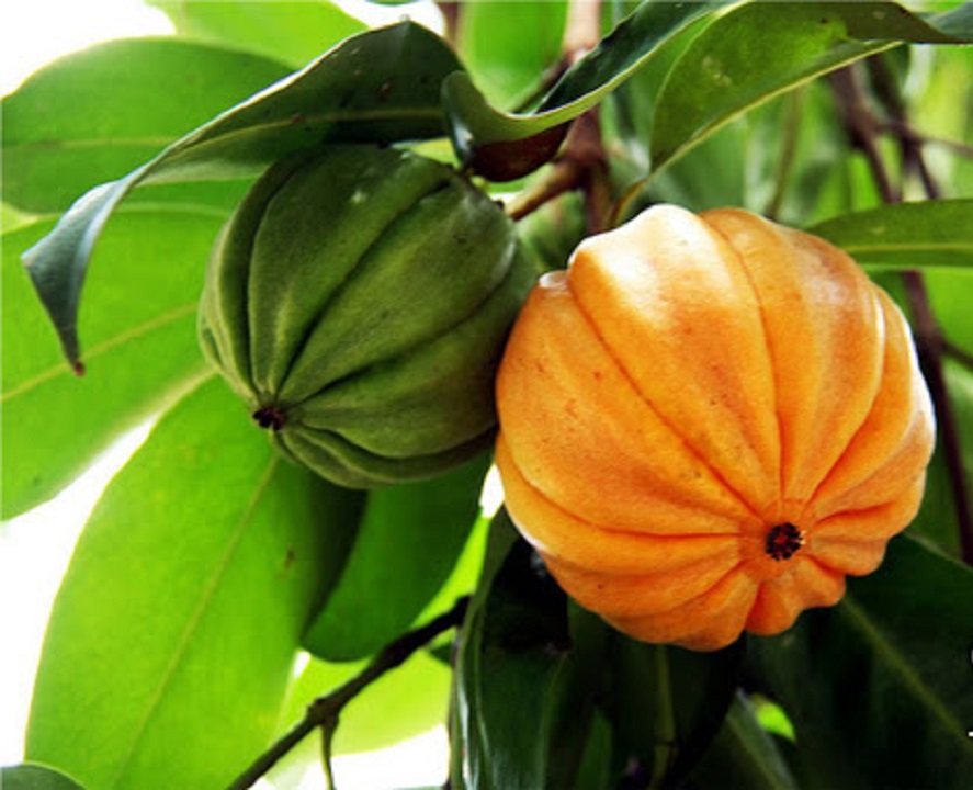 CÂY GIỐNG CÂY TAI CHUA ( CÂY BỨA CỌNG ) CAO SẢN, DÒNG QUẢ SỚM, SIÊU KINH TẾ