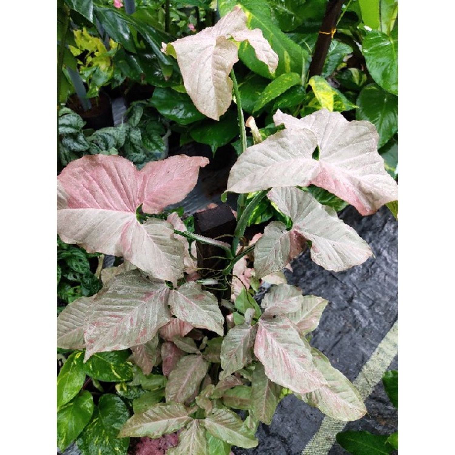 Trầu bà hồng đốm / Syngonium pink spot