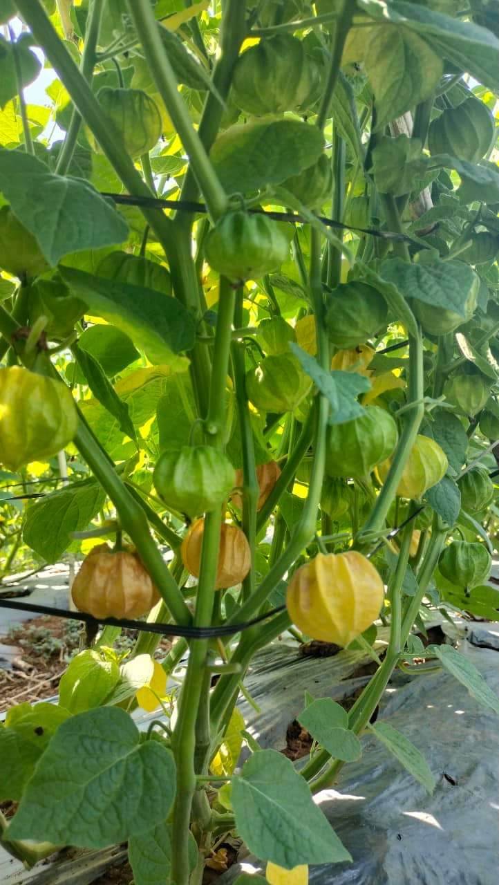 Hạt Giống Cây Thù Lù Nam Mỹ( Cây anh đào đất ) - 50 hạt