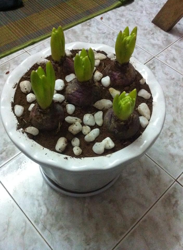 Củ hoa tiên ông hoa màu đỏ - 1 củ