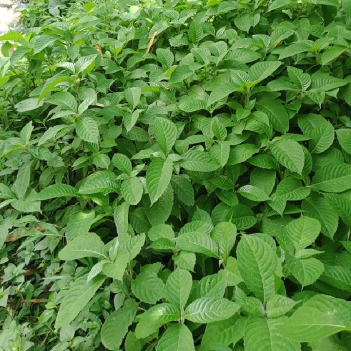 Cây giống chè khổng lồ