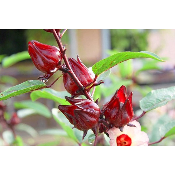 MA163 Hạt giống Hoa Atiso đỏ ( Bụt giấm 10 HẠT )