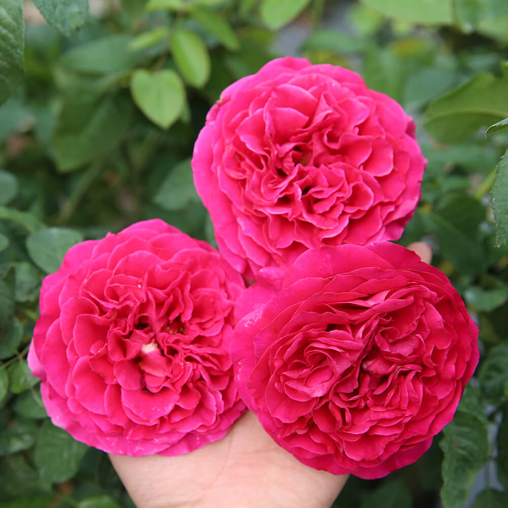 (Mời Mùa) 3 hoa hồng ngoại bụi Kate Rose xinh