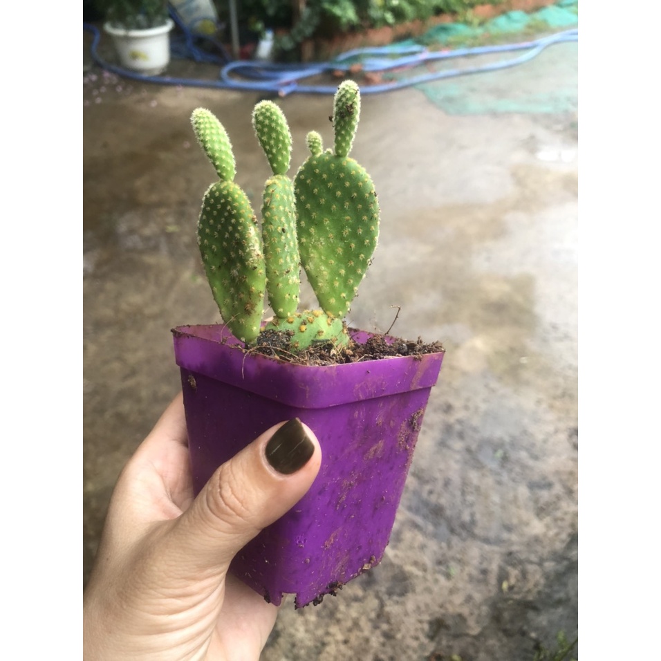 Cây xương rồng tai thỏ mini
