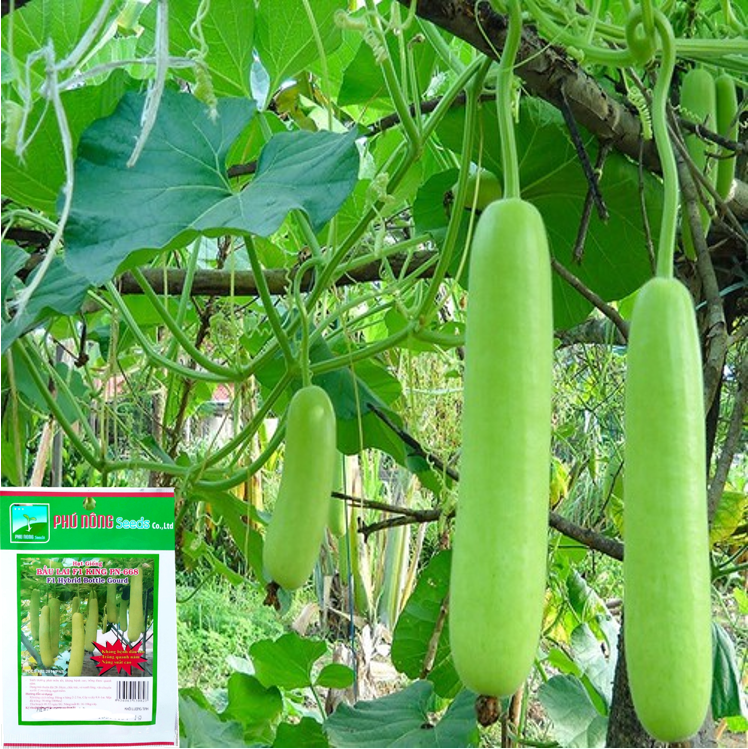 Hạt Giống Bầu Dài Lai F1 Phú Nông - Gói 1g - Trái suôn dài, da láng, năng suất cao, kháng bệnh tốt VTNN Nông Điền Trang