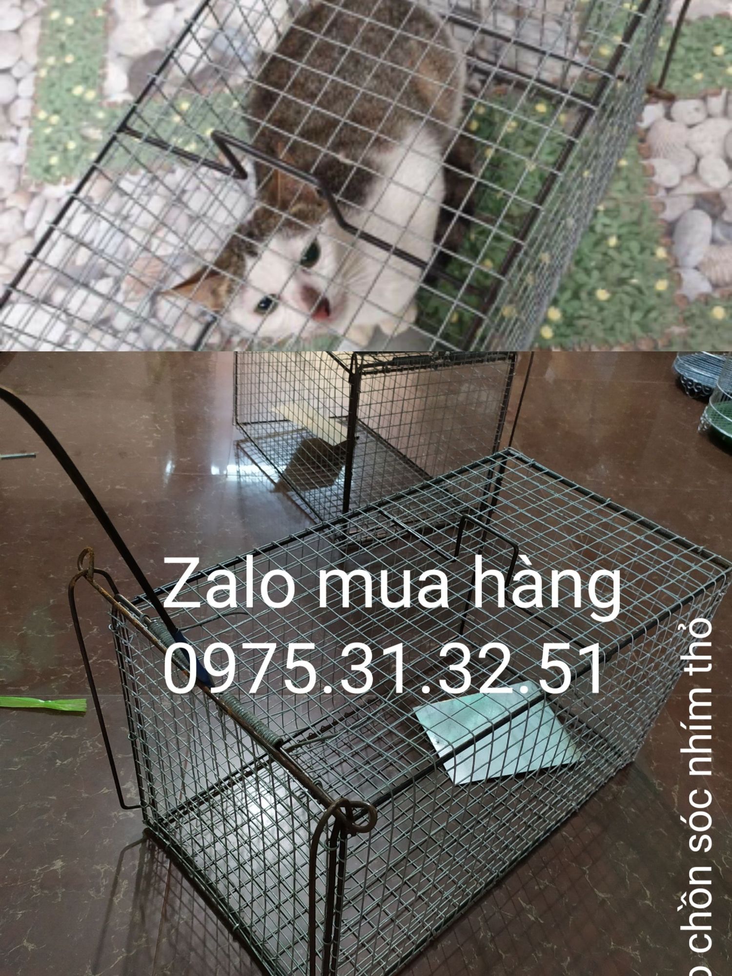 bẫy mèo hoang bắt gà con hàng đẹp dày