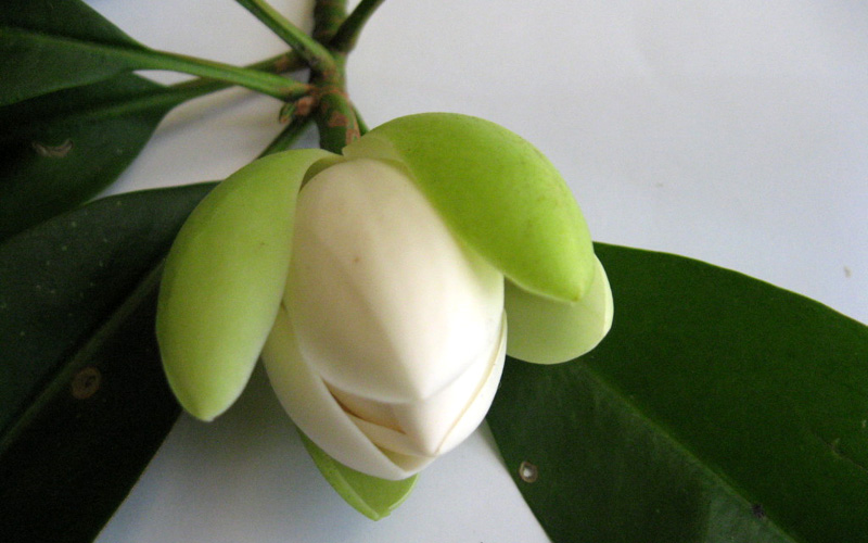 BÀU CÂY GIỐNG HOA DẠ HỢP (DẠ HỢP HƯƠNG)