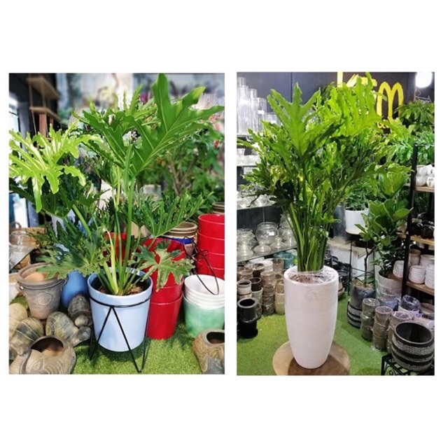Cây trầu bà thanh Xuân (trầu bà lá xẻ) - cây to