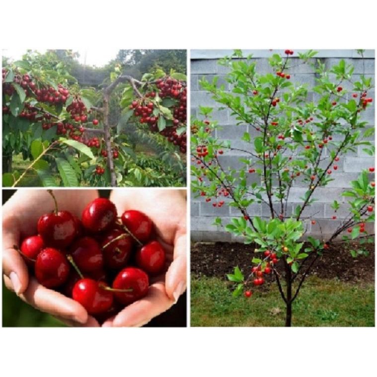 [Chuẩn Giống F1] CÂY GIỐNG CHERRY BRAZIL