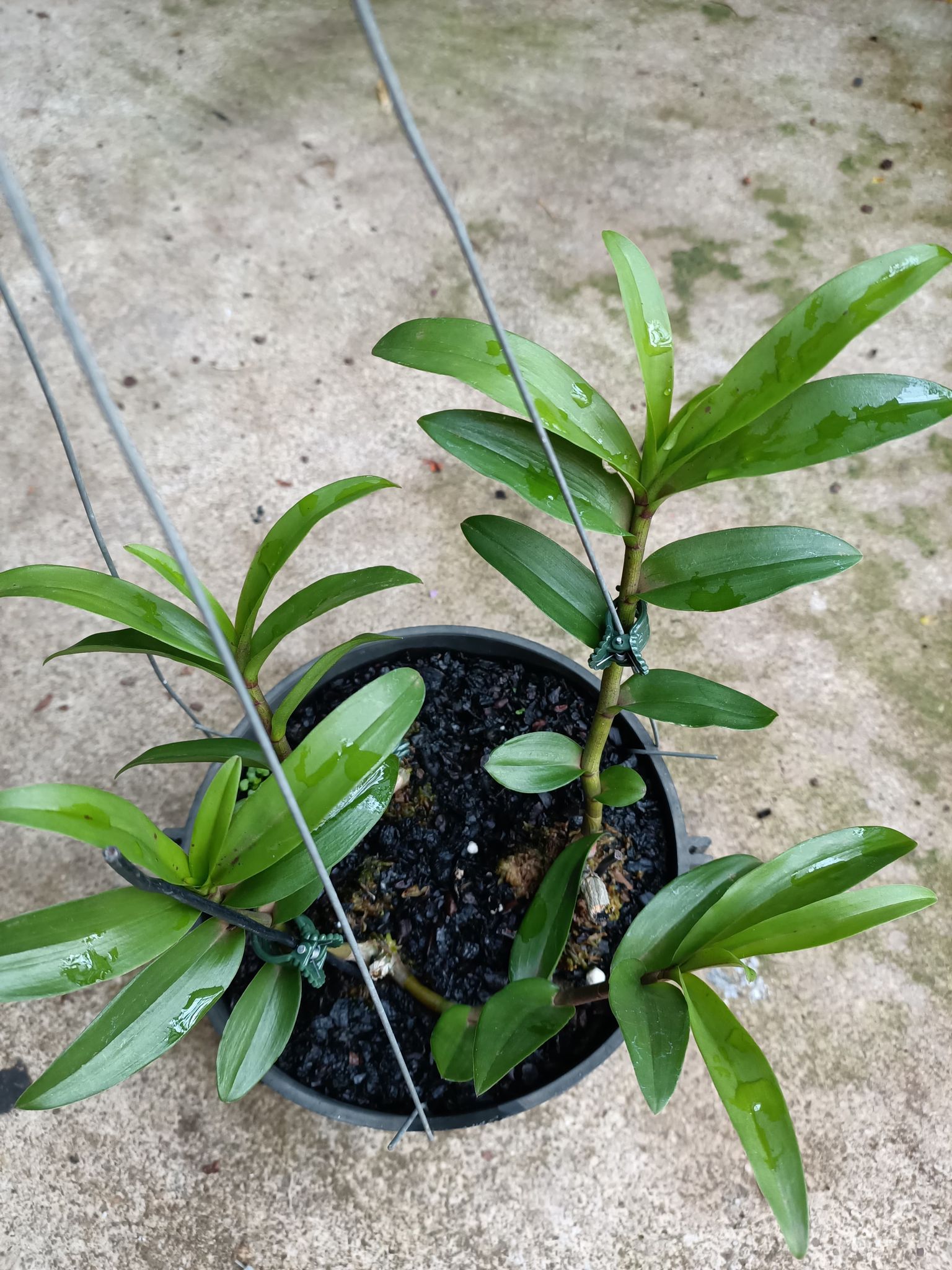 Cây giống hoa lan ĐăkLei (hàng rừng  nhân ki 15-25cm)