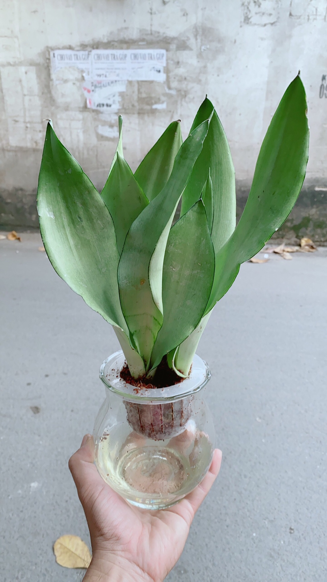 [HCM]Chậu Lưỡi Hổ Bạc Thuỷ Canh
