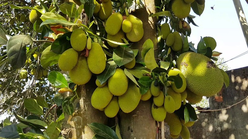 CÂY GIỐNG MÍT tố nữ (có bảo hành )
