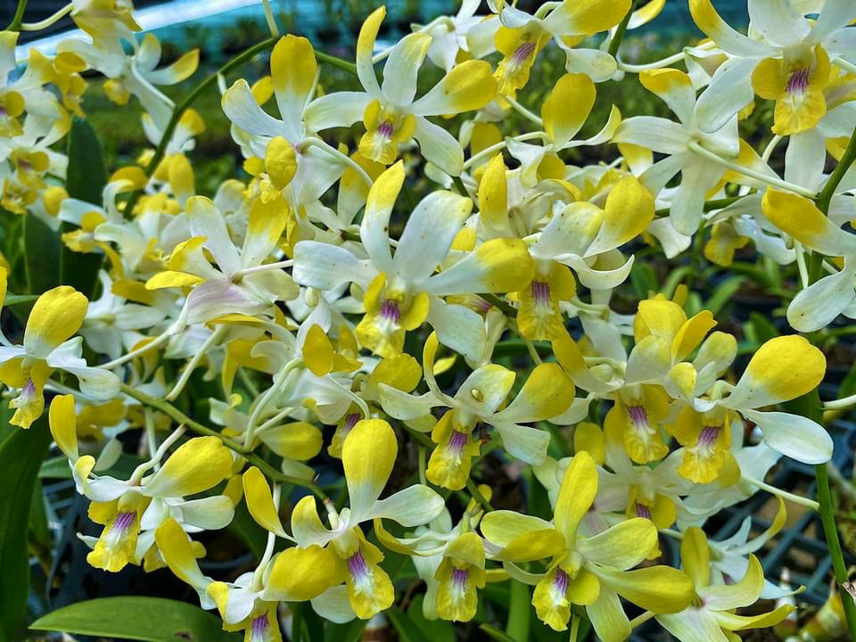 Hoa lan nắng thơm banana
