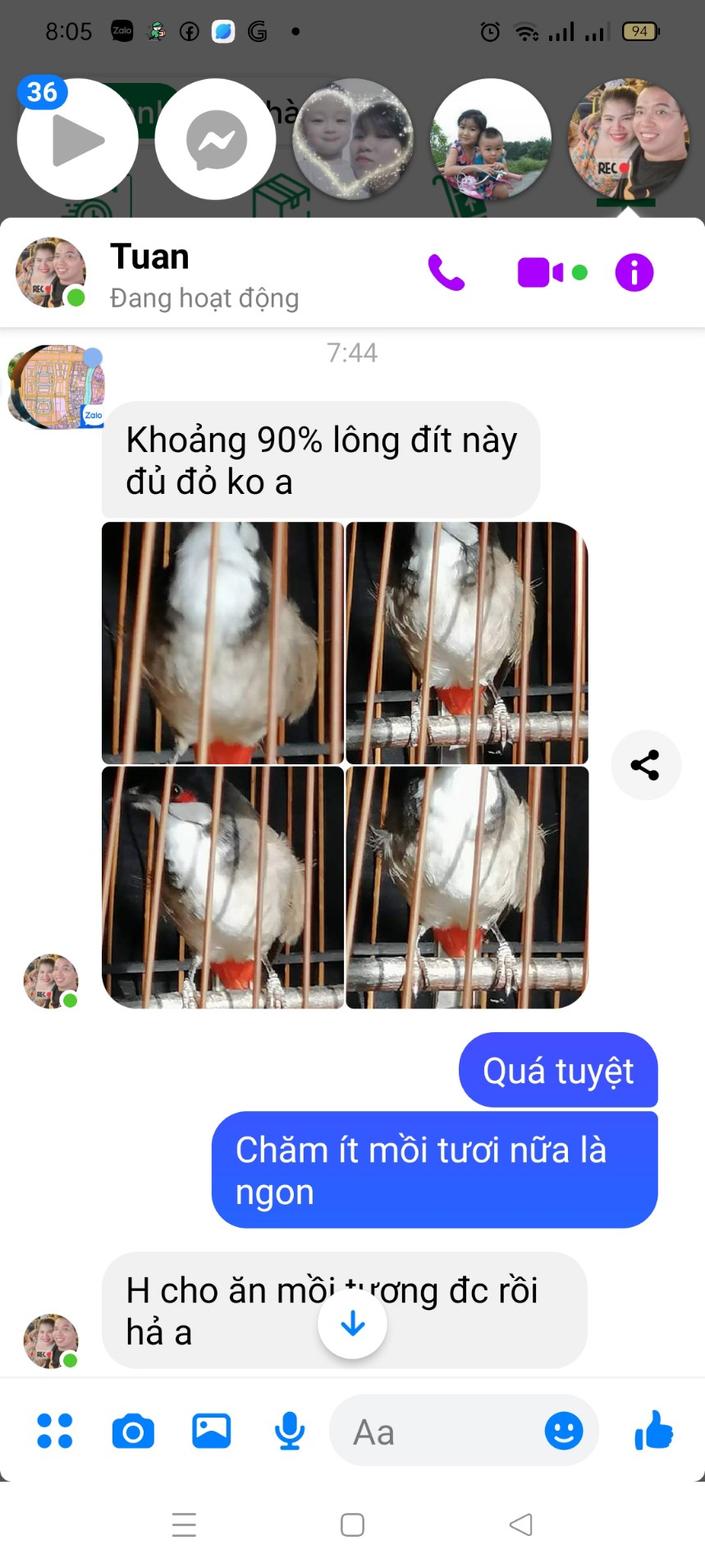 kích đỏ cho chào mào