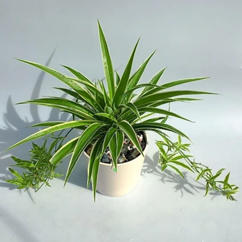 Chậu Cỏ Lan Chi ( Trồng thủy sinh được )- cây bán ảnh cuối