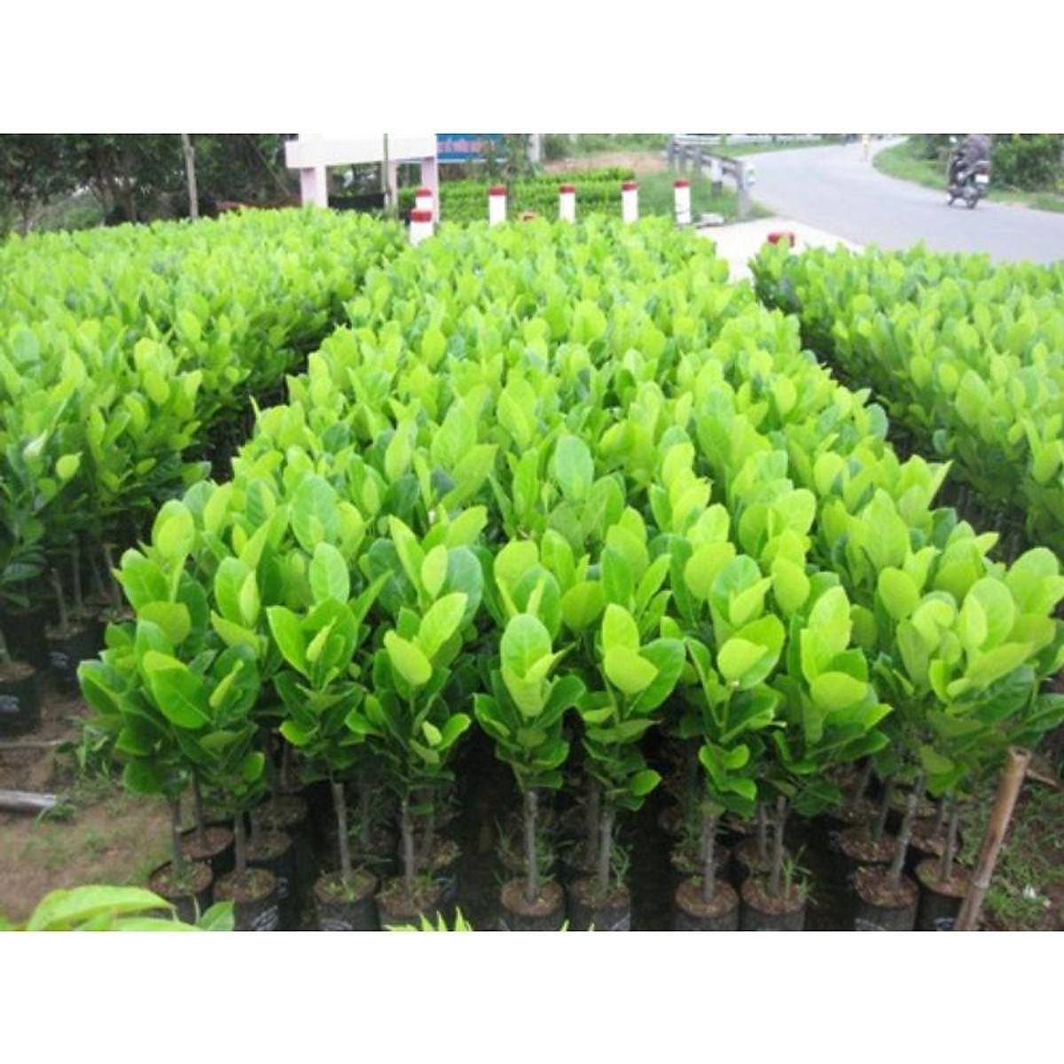 Cây giống mít thái không hạt