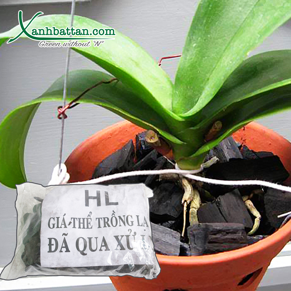 Giá Thể Than Củi Trồng Lan Gói 500 Gram