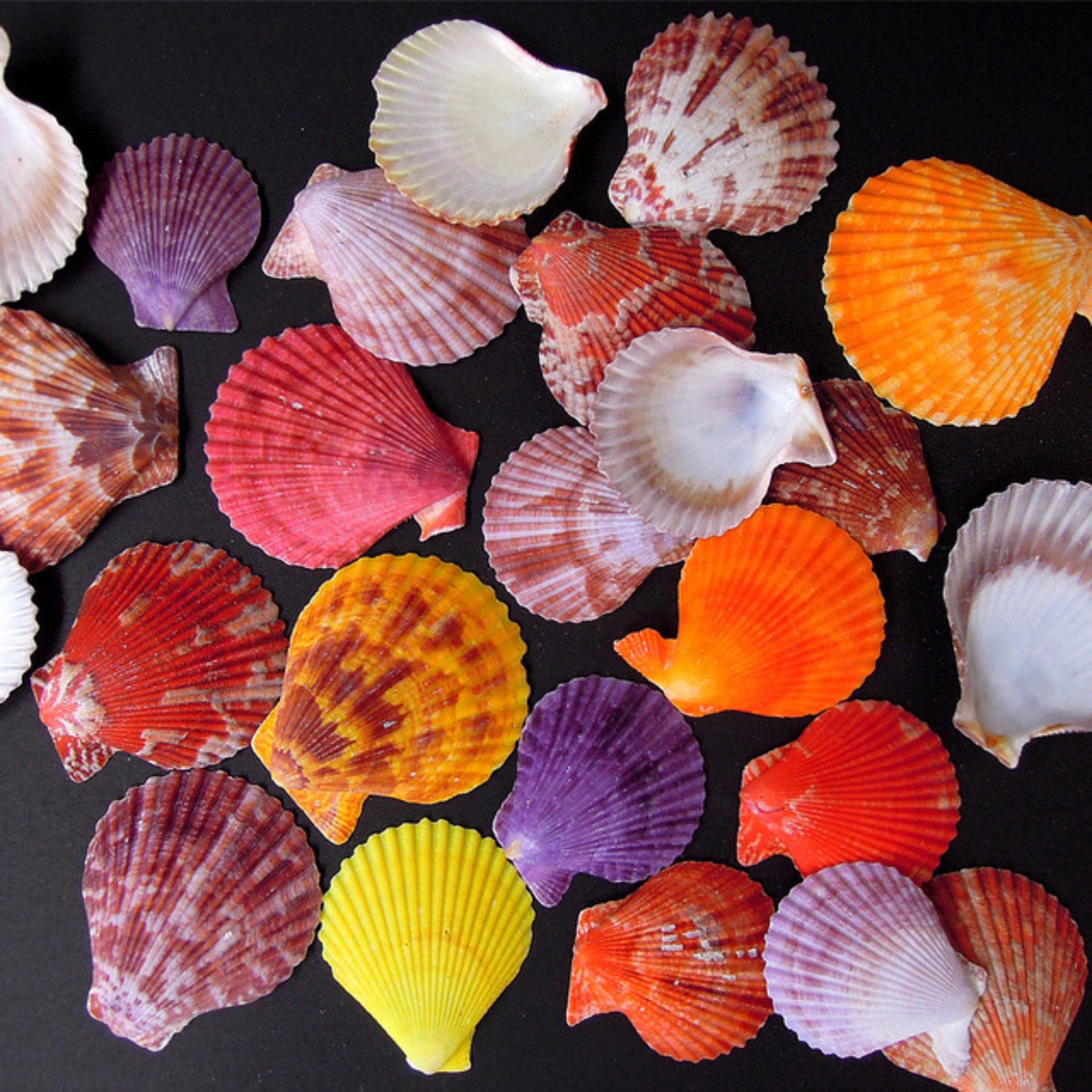 Vỏ sò điệp màu (10 con)