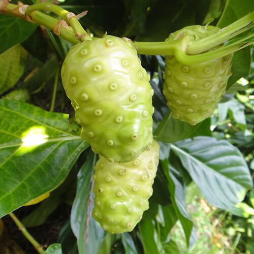 Noni Juice, Ton Phat Hcm, 1 Liter