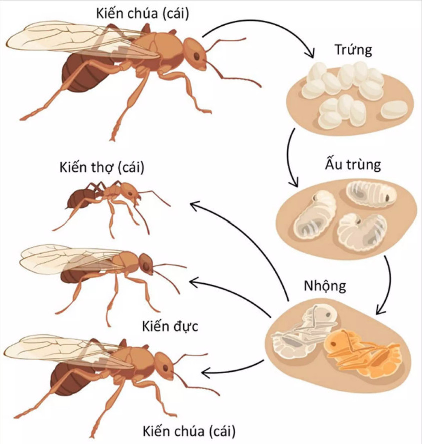 Mồi Diệt Kiến ARS ANT KILLER2 (Diệt Tận Gốc Cả Tố Kiến)