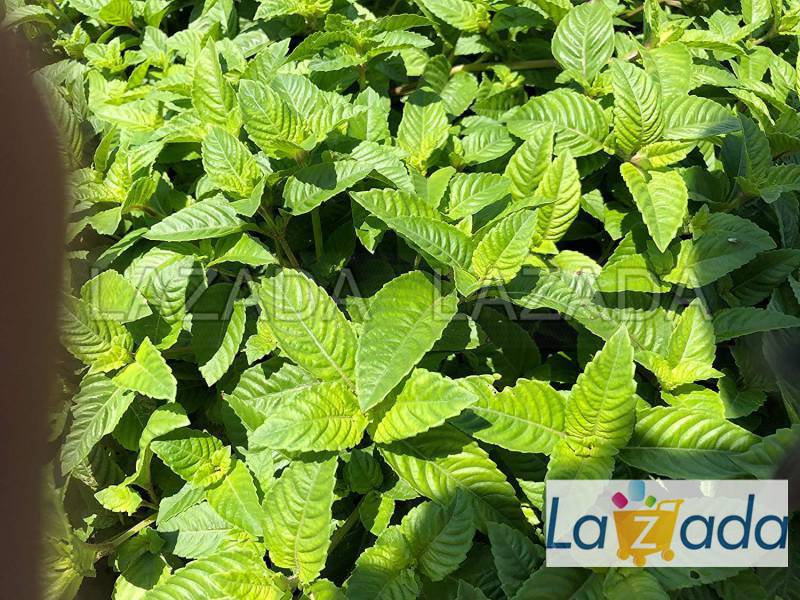 200.HẠT Hạt Giống Sương Sáo Thạch Đen (| C26*X59)