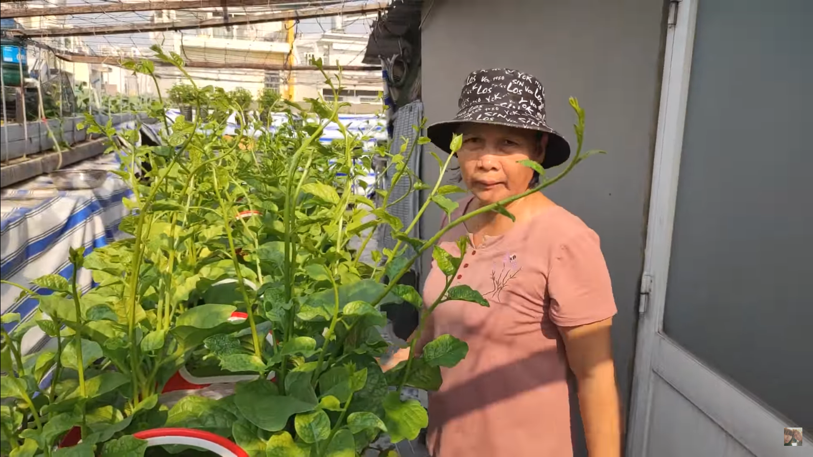 [HCM] Mồng tơi cao sản Phú Nông 20g
