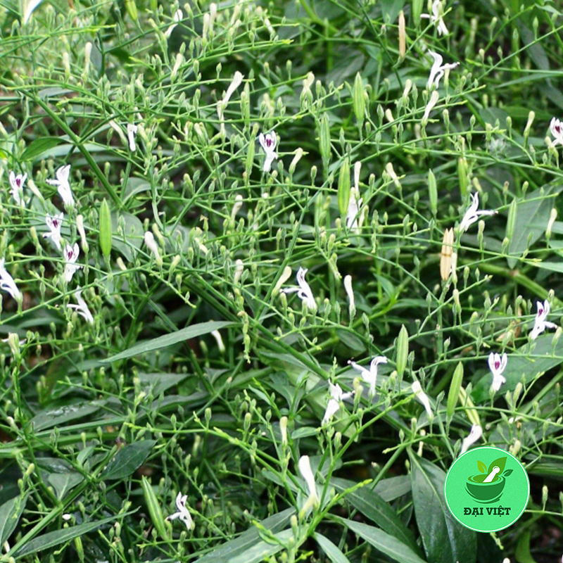 Xuyên tâm liên (gói 1kg) - DV146