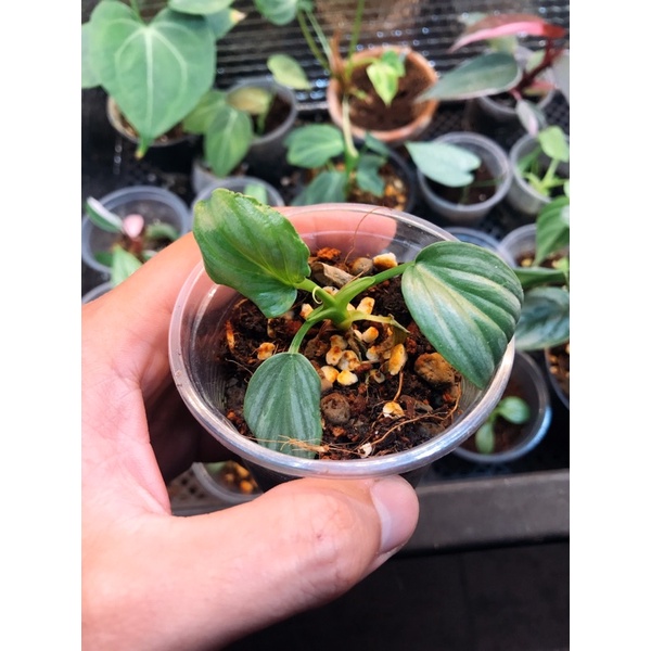 (RẺ  SÀN) Philodendron Mamei Silver Cloud