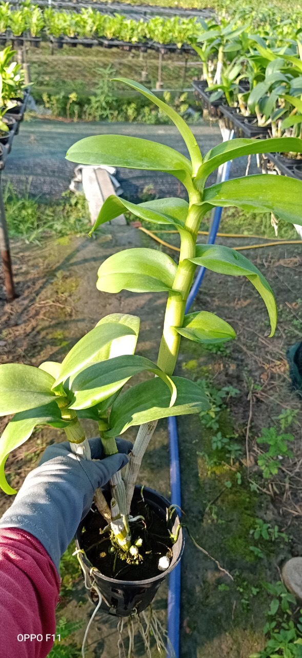 Chậu cây lan Dendro màu hồng pha trắng