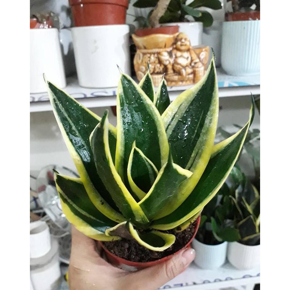 Lưỡi Hổ Thái Xanh - Chậu Cây Phong Thủy - Cây lưỡi hổ thủy sinh trồng trong chậu nước nên không phải tưới và ít cần chăm sóc.