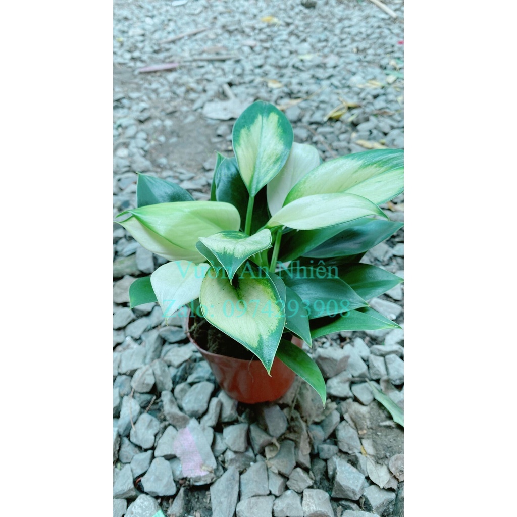 Cây đế vương sọc trắng
