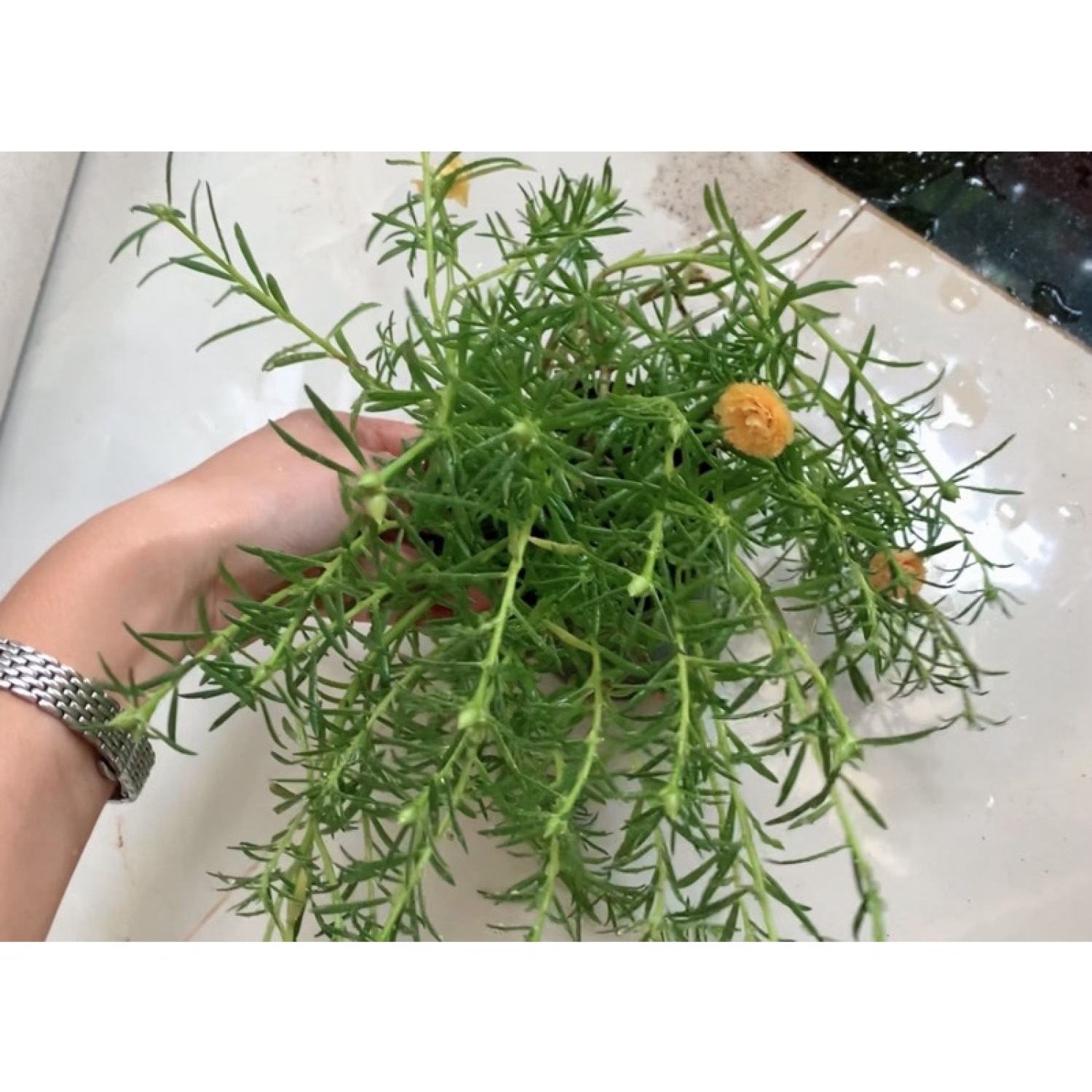 Cây hoa mười giờ cánh kép mix màu
