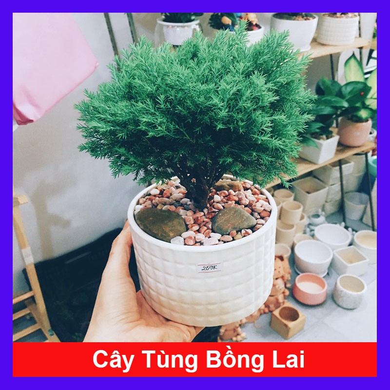 Cây tùng bồng lai - cây cảnh mini - cây cảnh để bàn - caykiengsadec