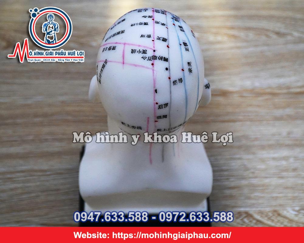 Mô Hình Huyệt Vị Vùng Đầu