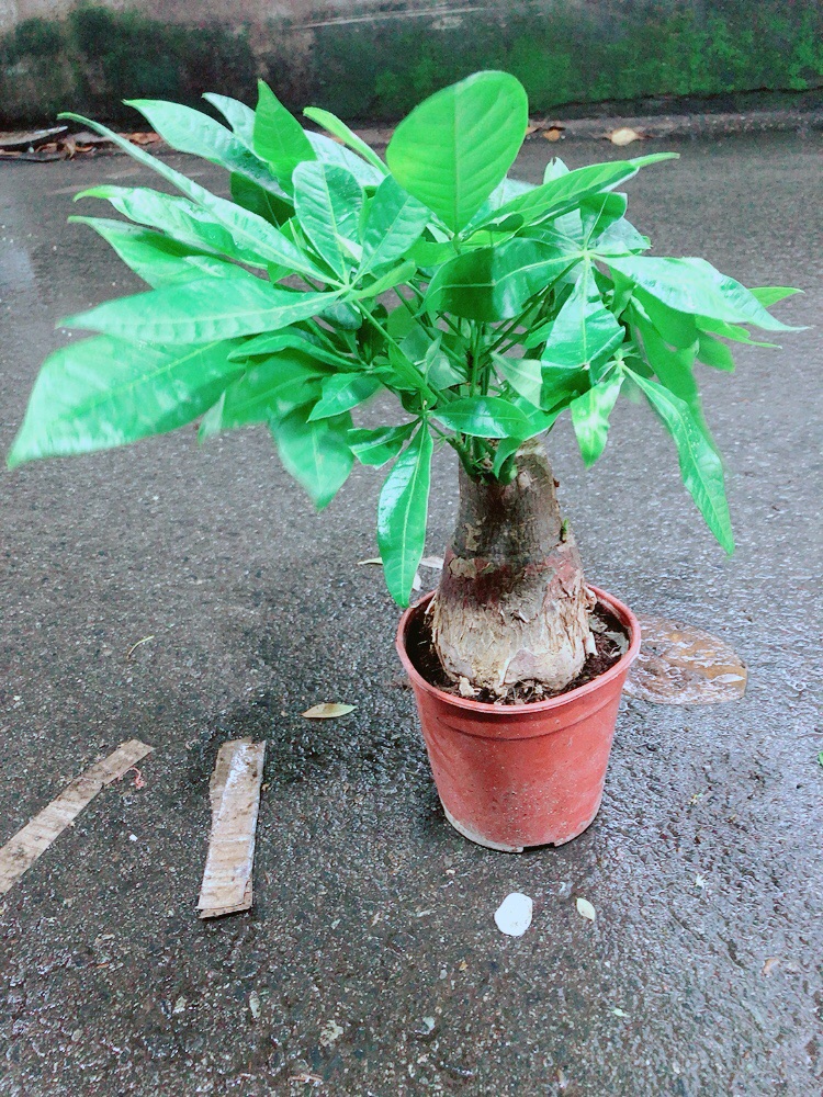Kim Ngân 1 Thân Lớn