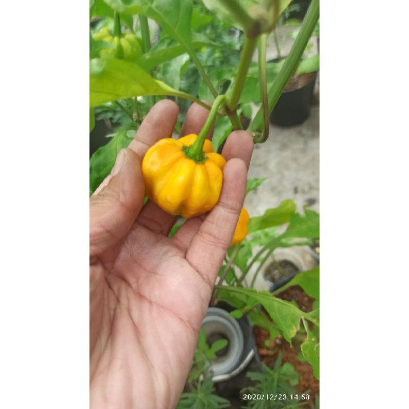 MA300 GÓI 5 HẠT ỚT HABANERO VÀNG ( LEMON HABANERO)