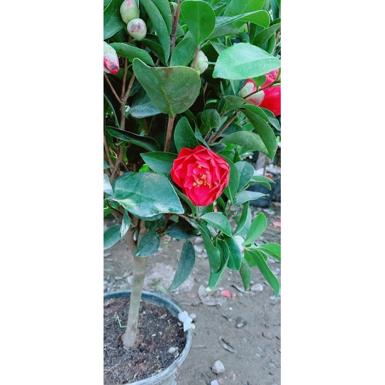 Cây Trà My Cánh Kép Size Lớn