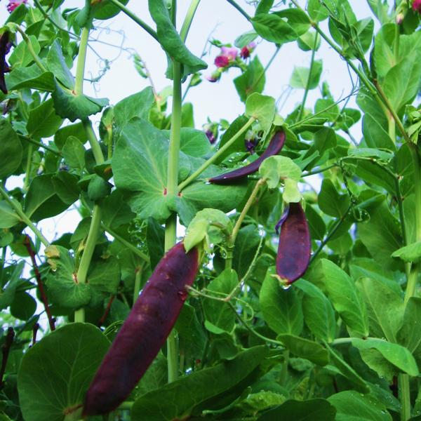Purple pea seeds - Sale Off